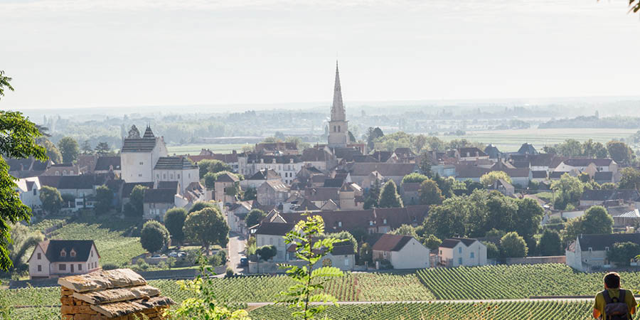Walking through world-famous vineyards